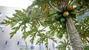 Papaya