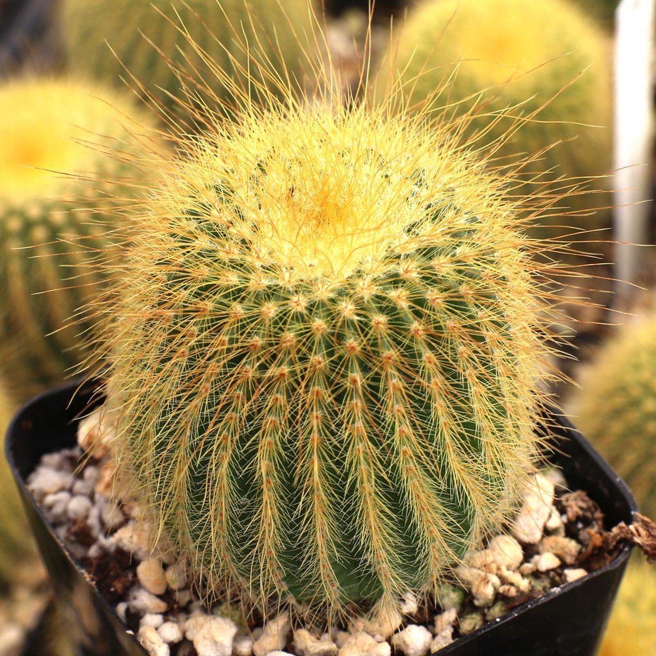 Parodia leninghausii
