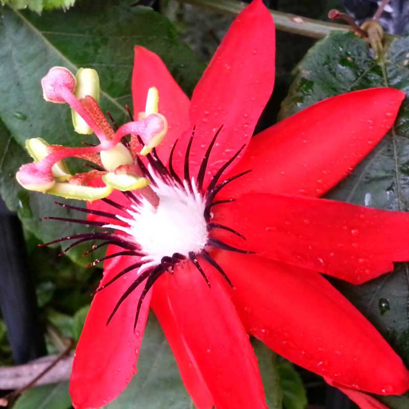 Passiflora Sherry (Red)
