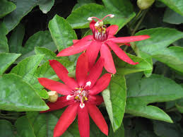 Passiflora Vitifolia