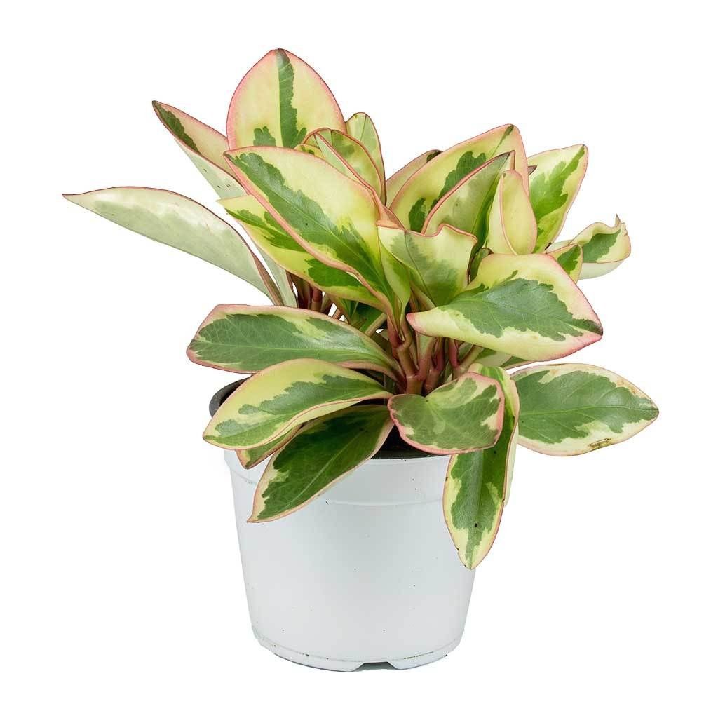 Peperomia clusiifolia jelly