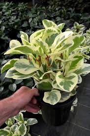Peperomia obtusifolia Variegated