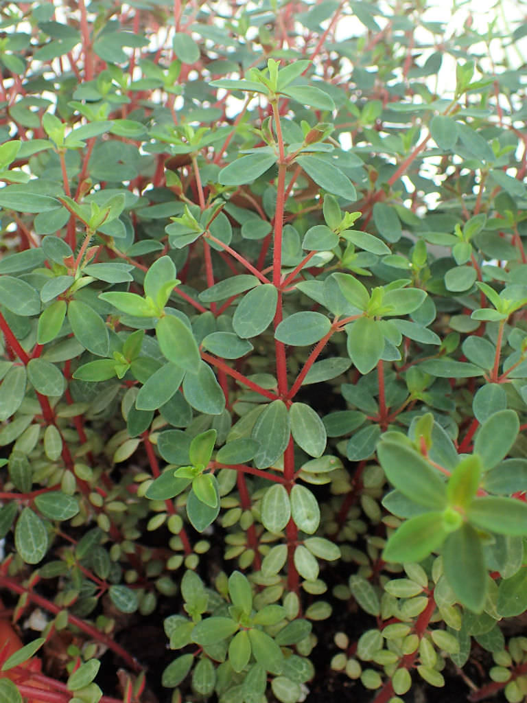 Peperomia rubella