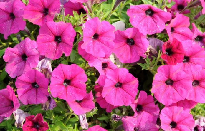 Petunia (Baby Pink)