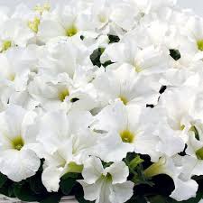 Petunia (White)