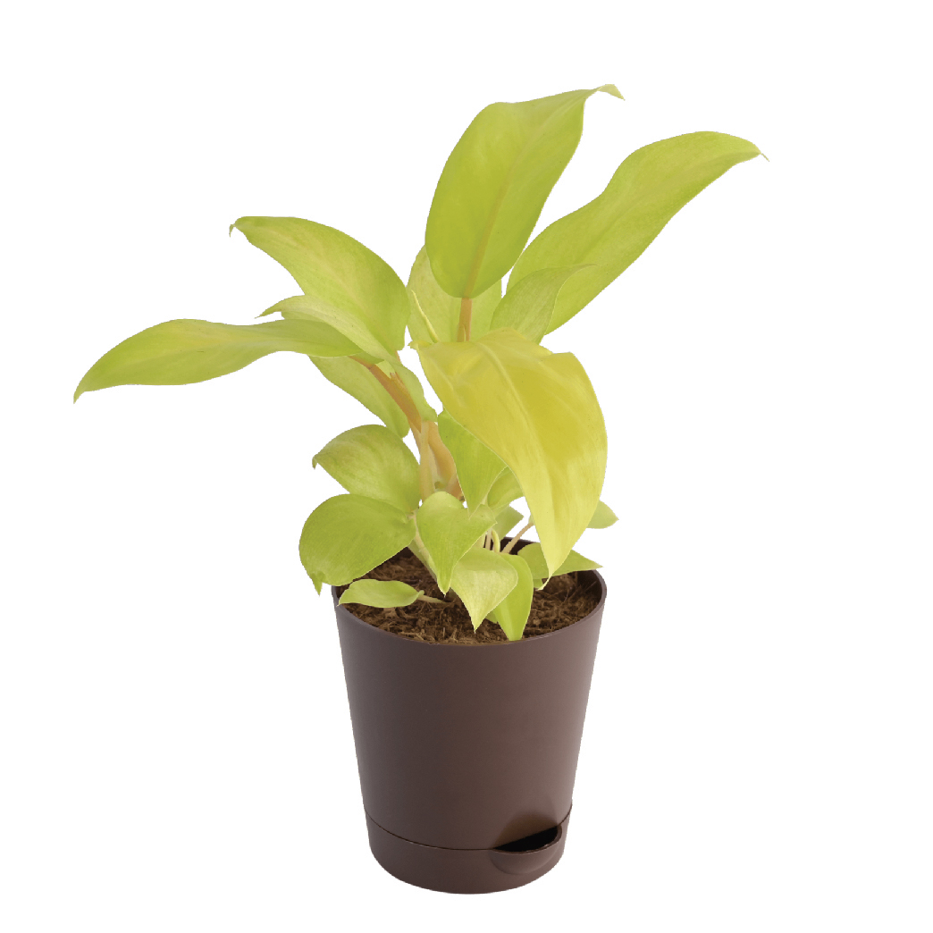Philodendron Ceylon Golden
