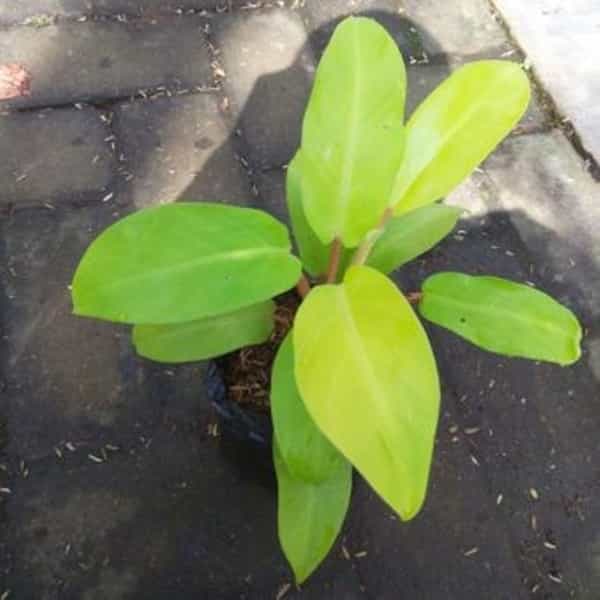 Philodendron Ceylon (Green)