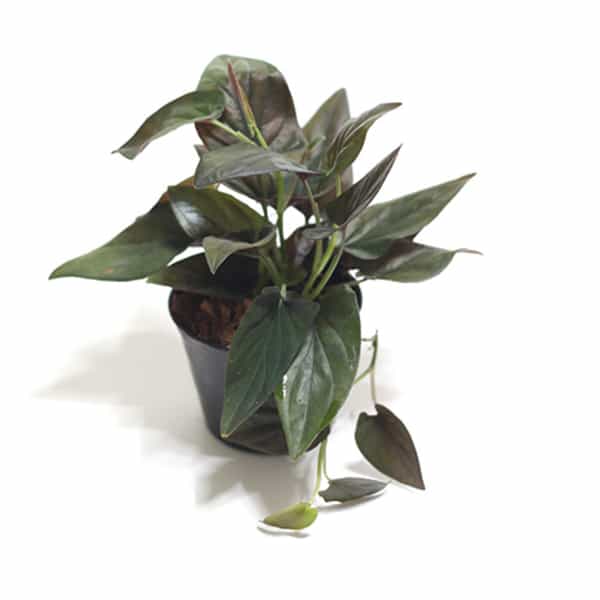 Philodendron melanochrysum