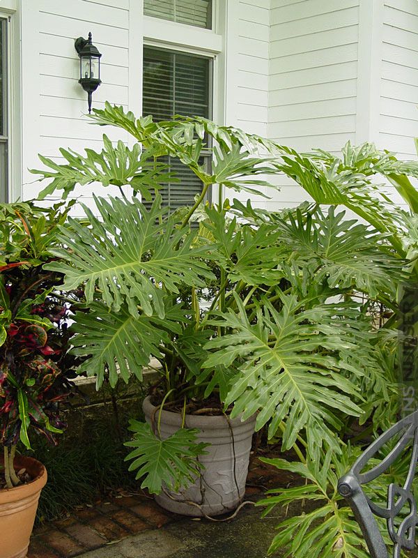 Philodendron