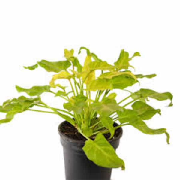 Philodendron xanadu Golden