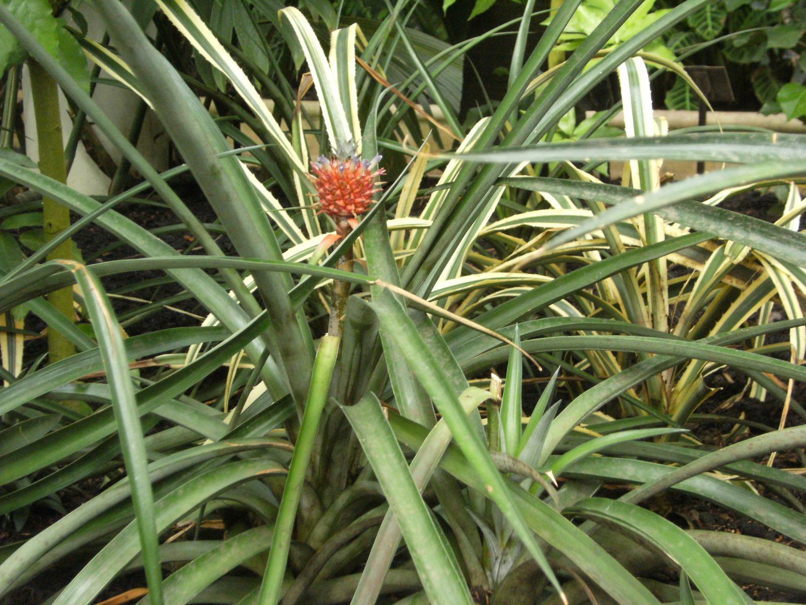 Pineapple