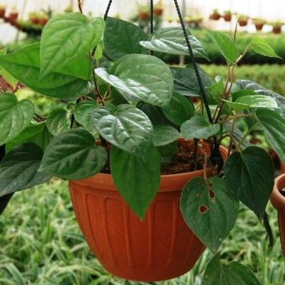 Piper Betel