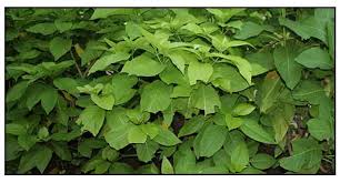 Pisonia Alba