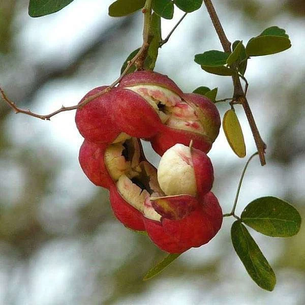 Pithecellobium Dulce