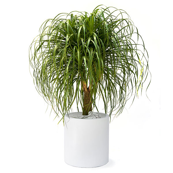 Pony Tail Palm