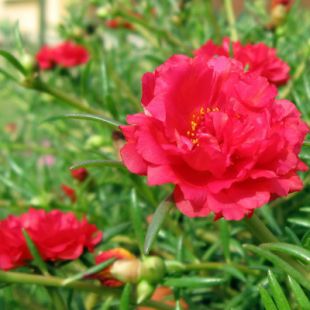 Portulaca