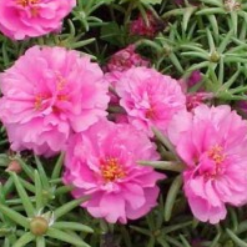 Portulaca