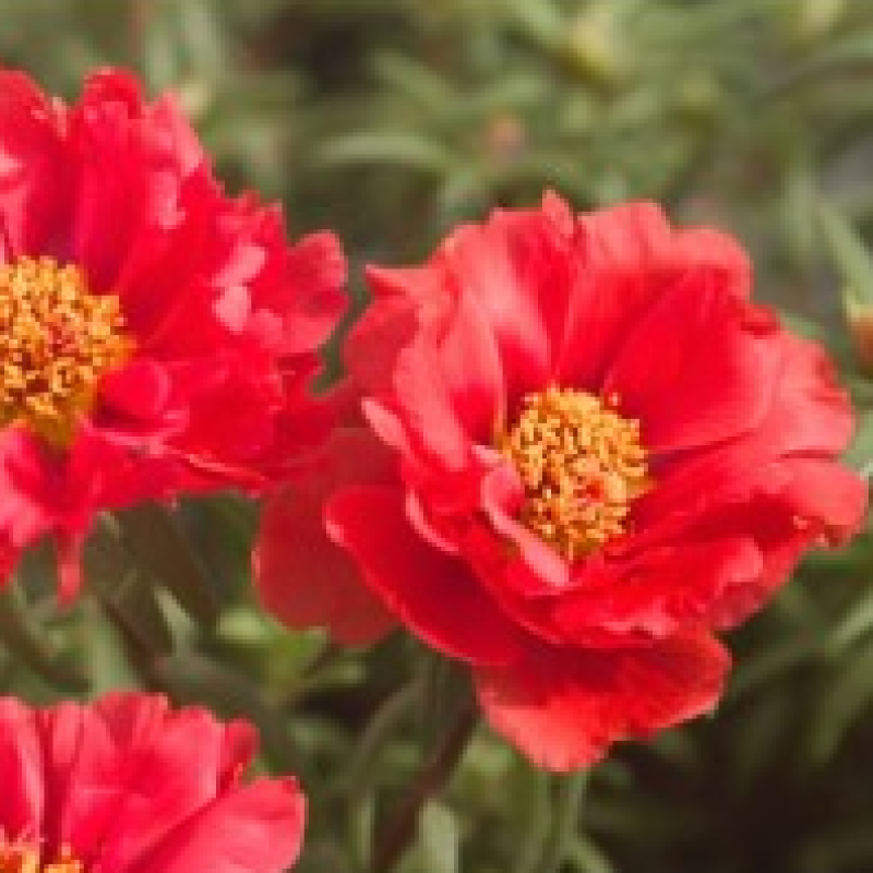 Portulaca