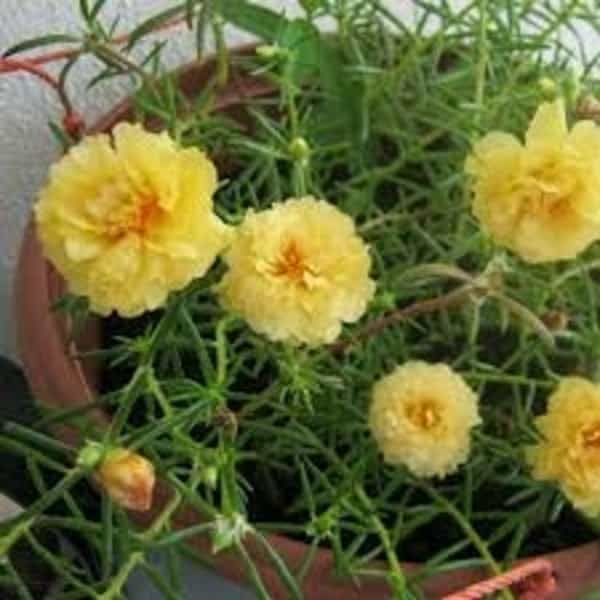 Portulaca