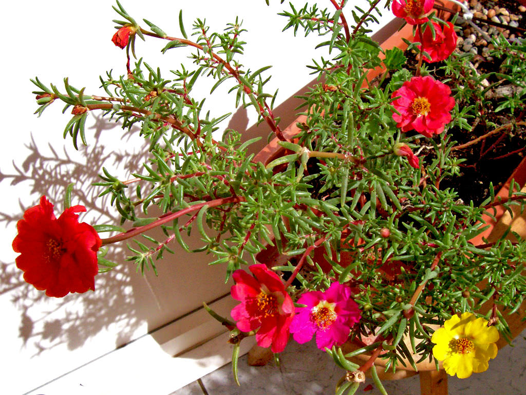 Portulaca Grandiflora
