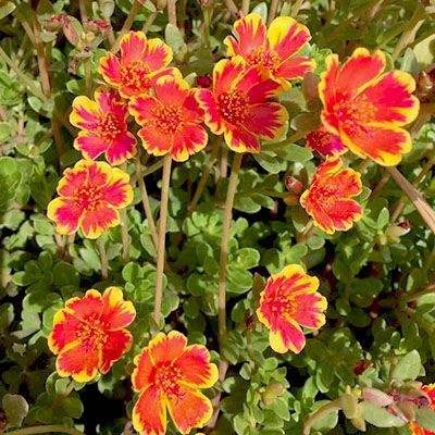 Portulaca Oleracea
