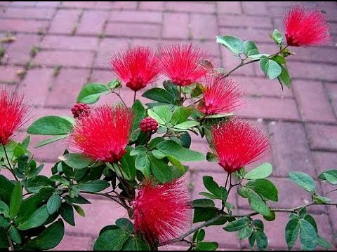 Powder Puff Plant