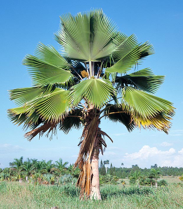 Pritchardia pacifica