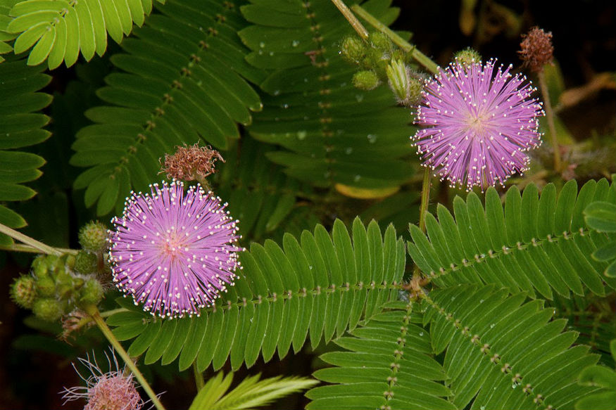 Prosopis Cineraria