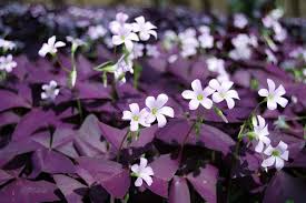 Purple Shamrock