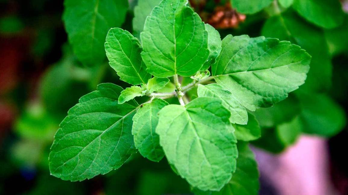 Rama Tulsi Plant