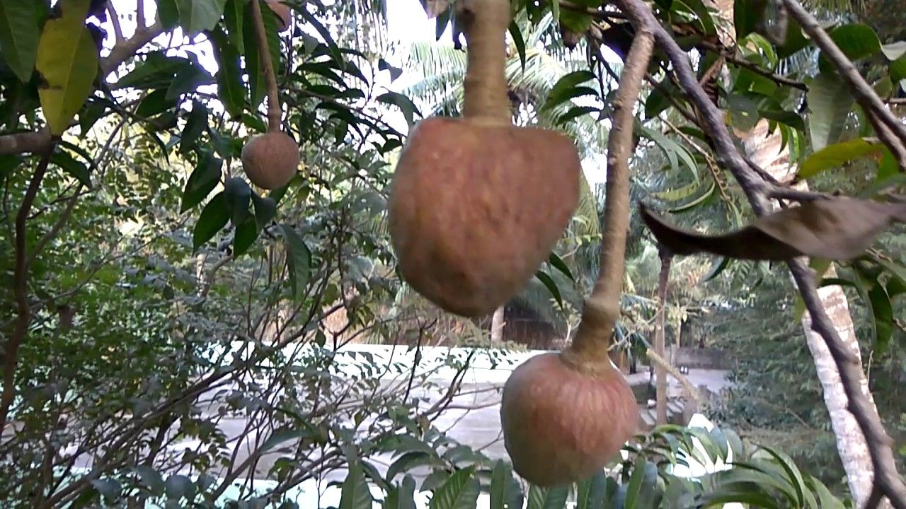 Ramphal