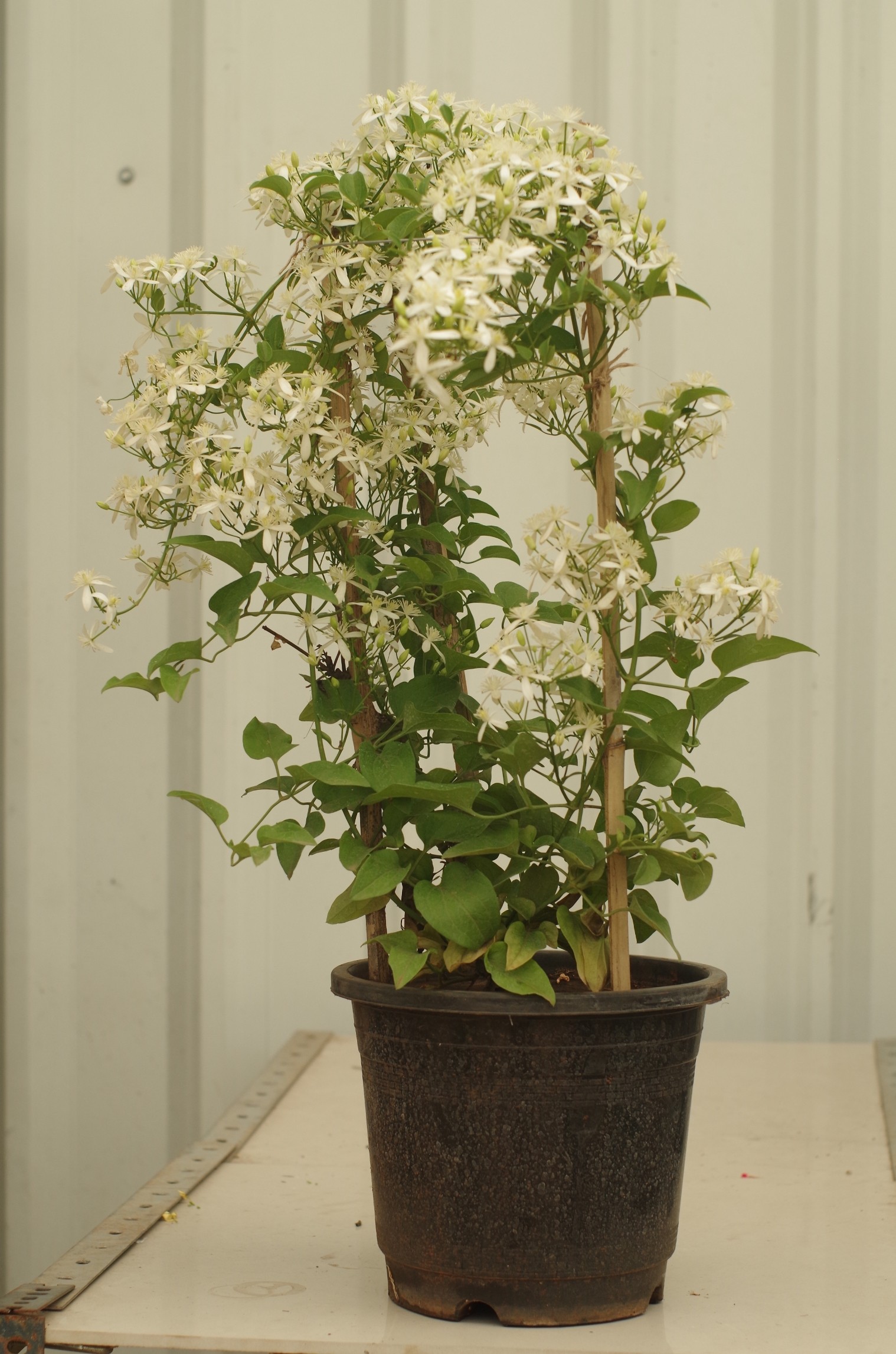 Ranjai Plant