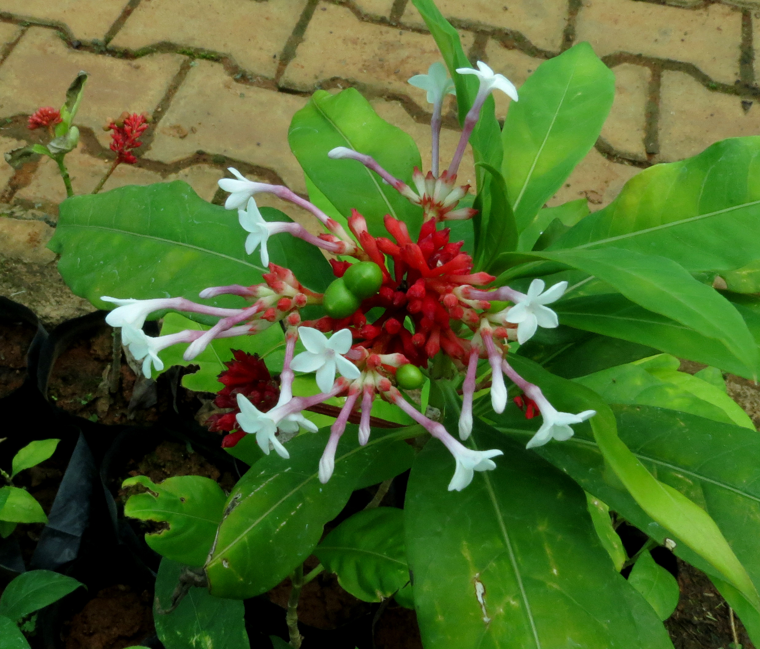 Rauvolfia Serpentina