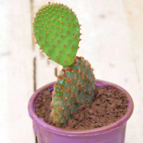 Red Bunny Cactus