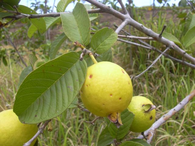 Red Guava
