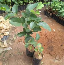 Red Sandalwood Tree