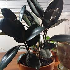 Rubber Tree