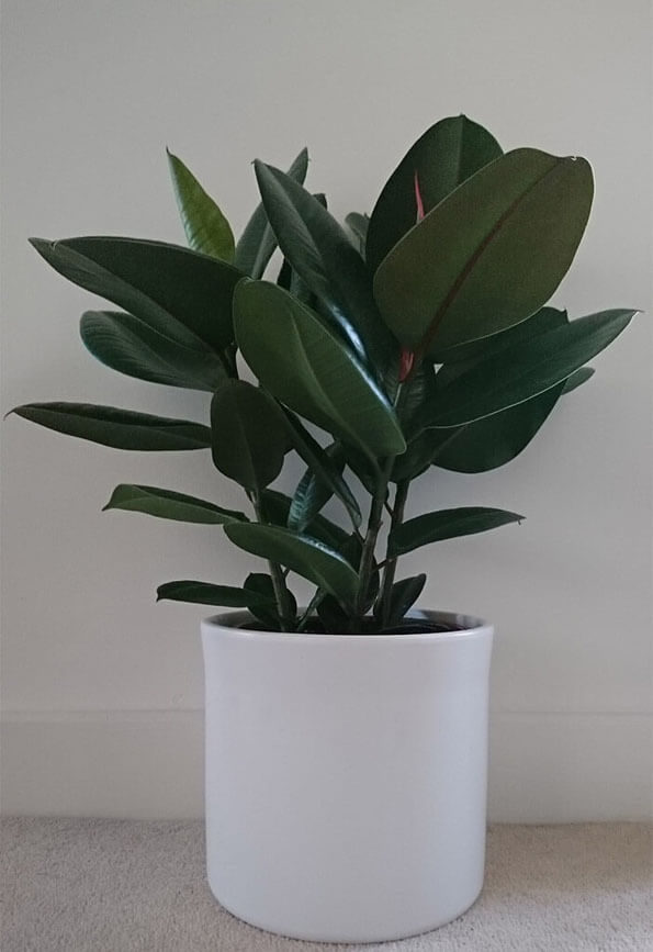 Rubber Tree
