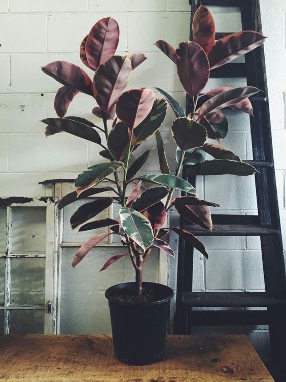Rubber Tree