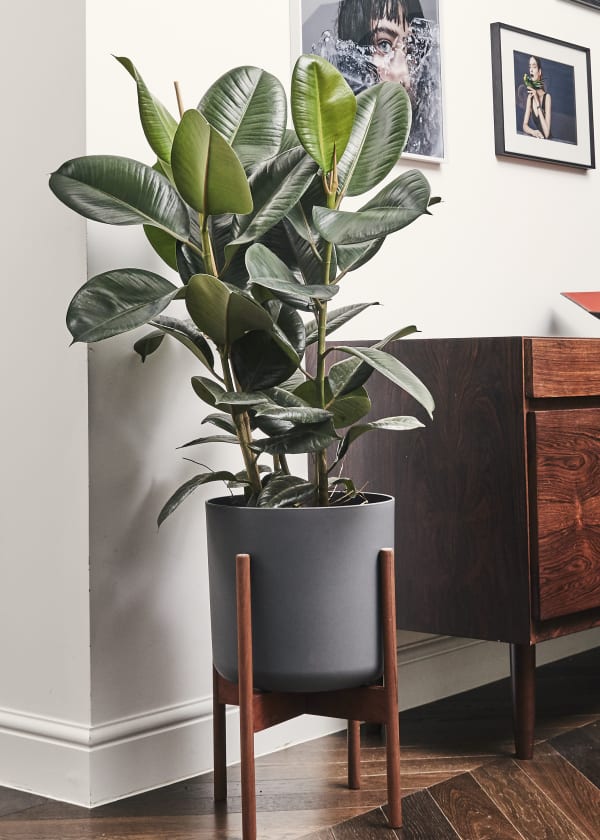 Rubber Tree