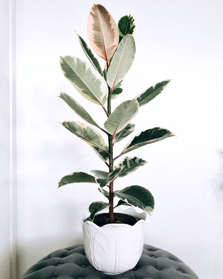 Rubber Tree
