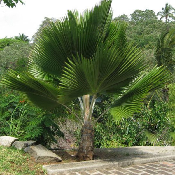 Ruffled latan palm.