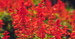 Salvia Splendens (White)