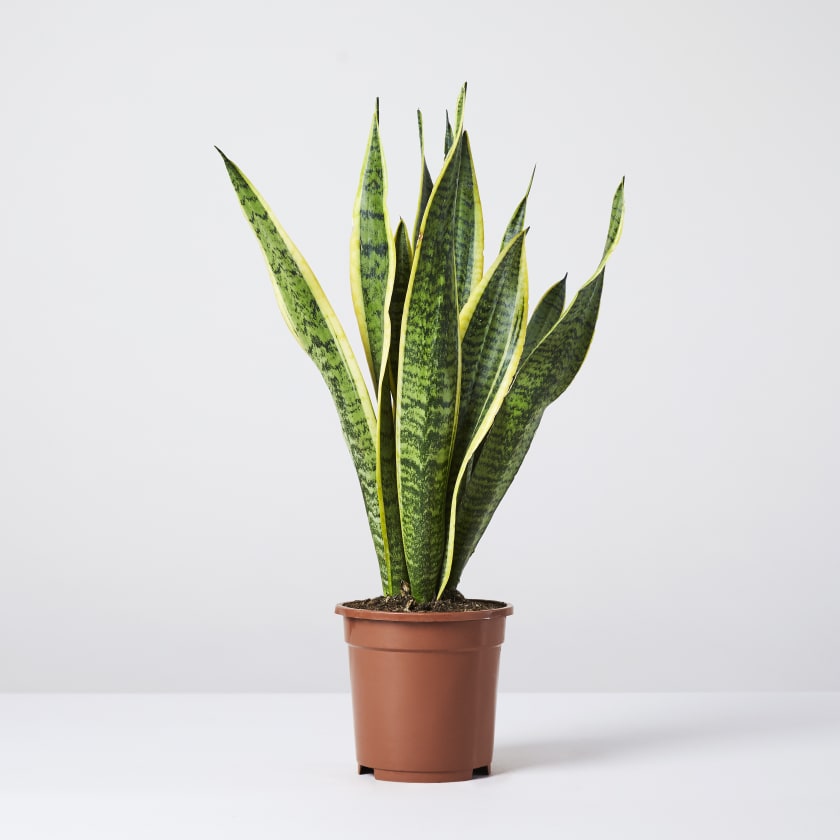 Sansevieria trifasciata Hahnii