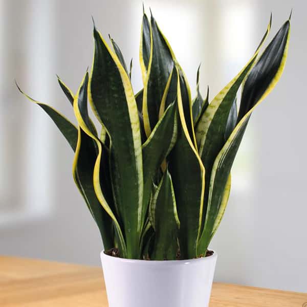 Sansevieria trifasciata