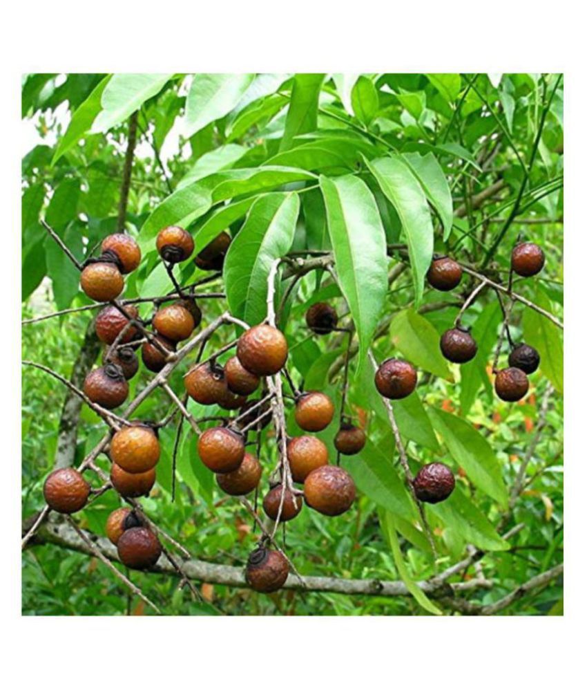 Sapindus Mukorossi