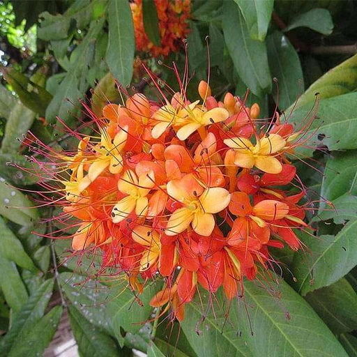 Saraca Asoca