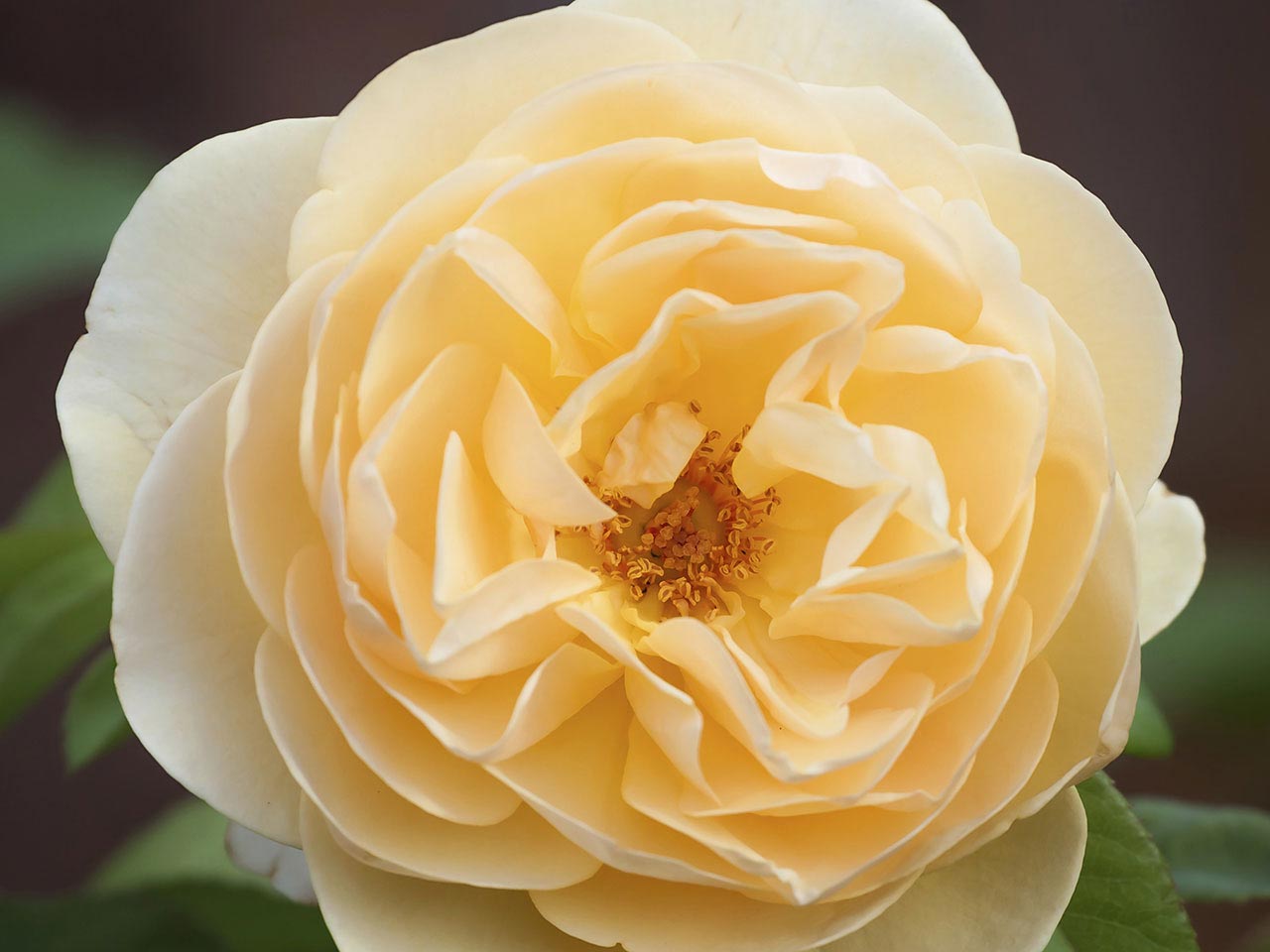 Scented rose (Any Variety