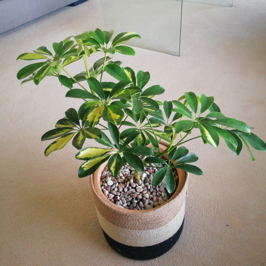 Schefflera
