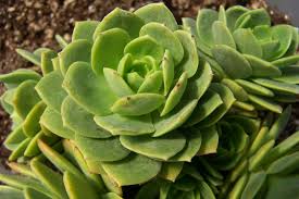 Sedeveria Green Rose